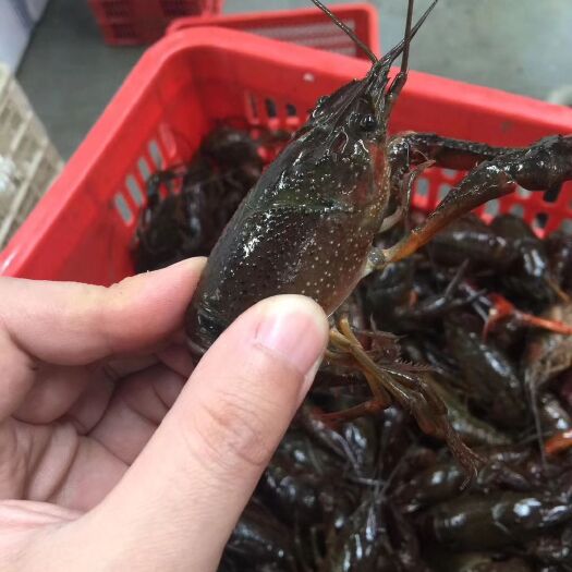 潜江市潜江小龙虾 精品中青虾，4.2-6.2