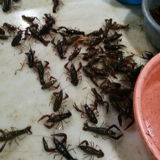 赤壁市青壳小龙虾 洪湖清水龙虾