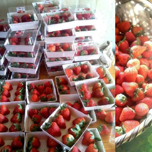 会泽县蒙特瑞草莓 20克以下
