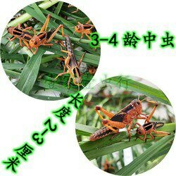 玉溪蚂蚱 东亚飞蝗 四领蚂蚱