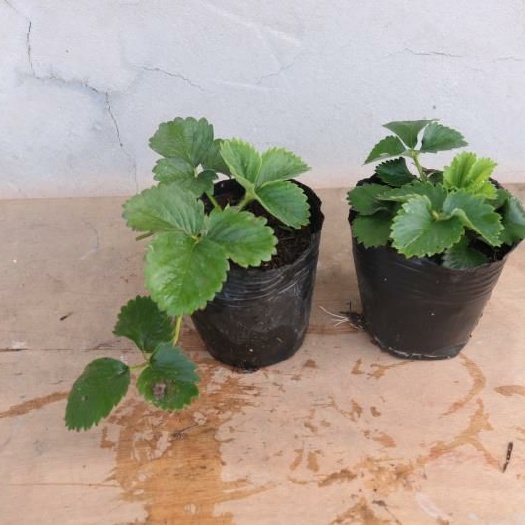 平邑县 草莓苗盆栽地栽南北方种植带盆带土当年结果