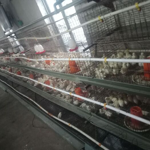 泰安漏粪板 养殖育苗大棚加温设备安装调试。
