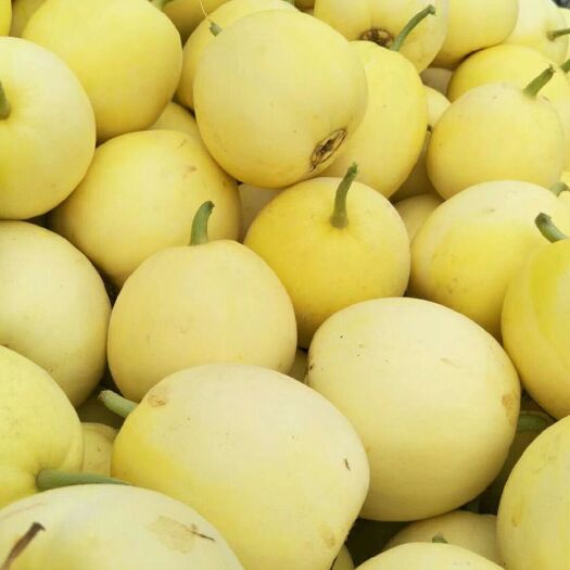 新乐市 河北新乐甜瓜大降价！诚信合作，需要联系