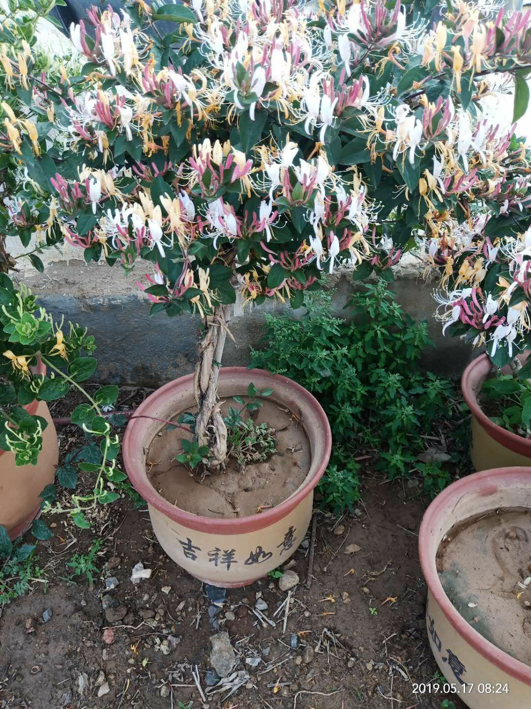 红金银花 红色金银花，净化空气，芳香怡人