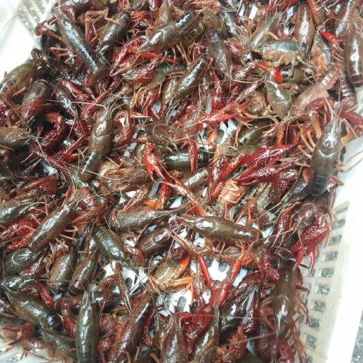 长沙 青水小龙虾。中青17包邮，可以送货上门