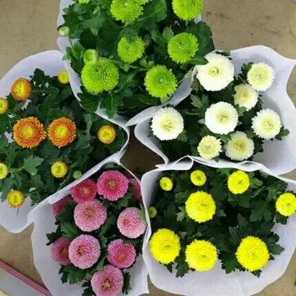 沭阳县 乒乓菊花苗