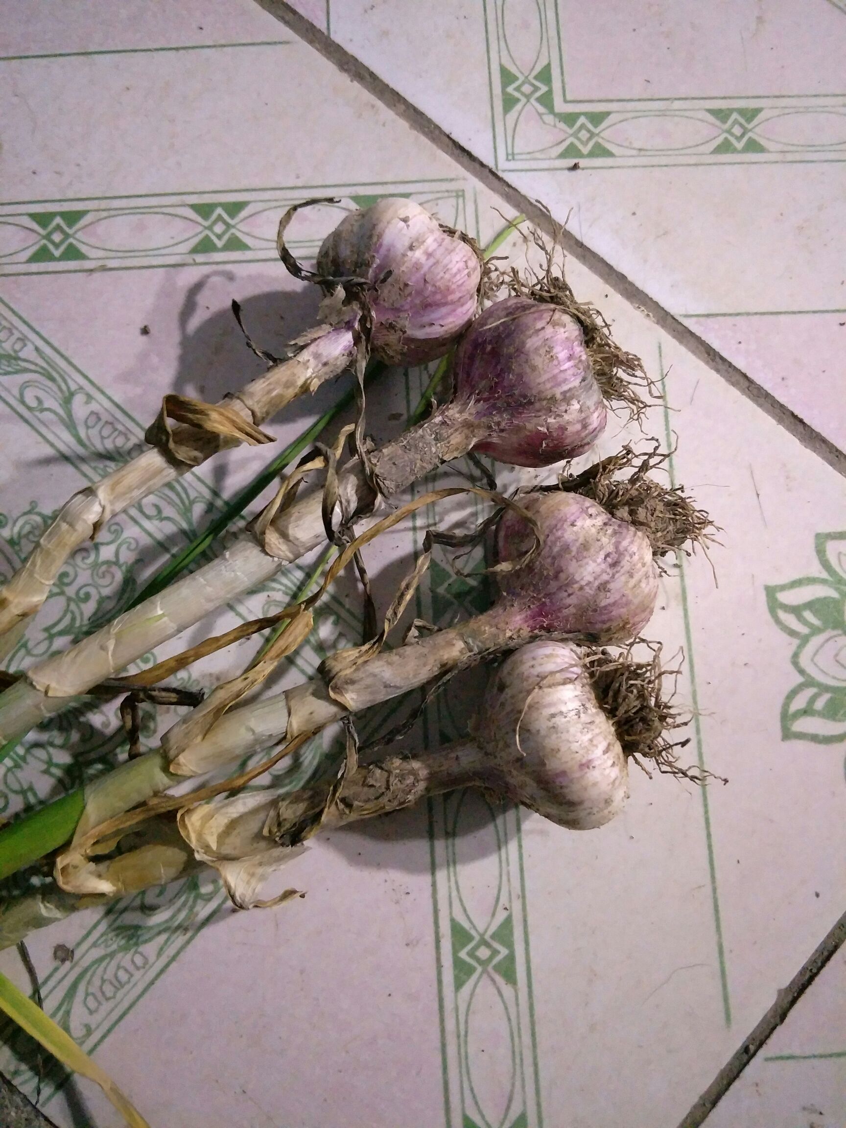 金乡大蒜 鲜蒜出售