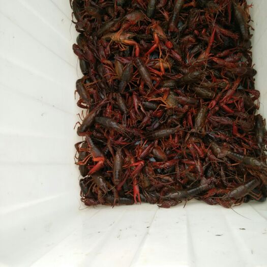咸宁清水小龙虾 9钱以上 稻田虾