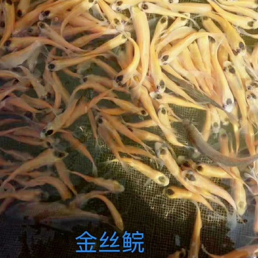 博罗县 黄金鲩鱼苗，漂亮无药残