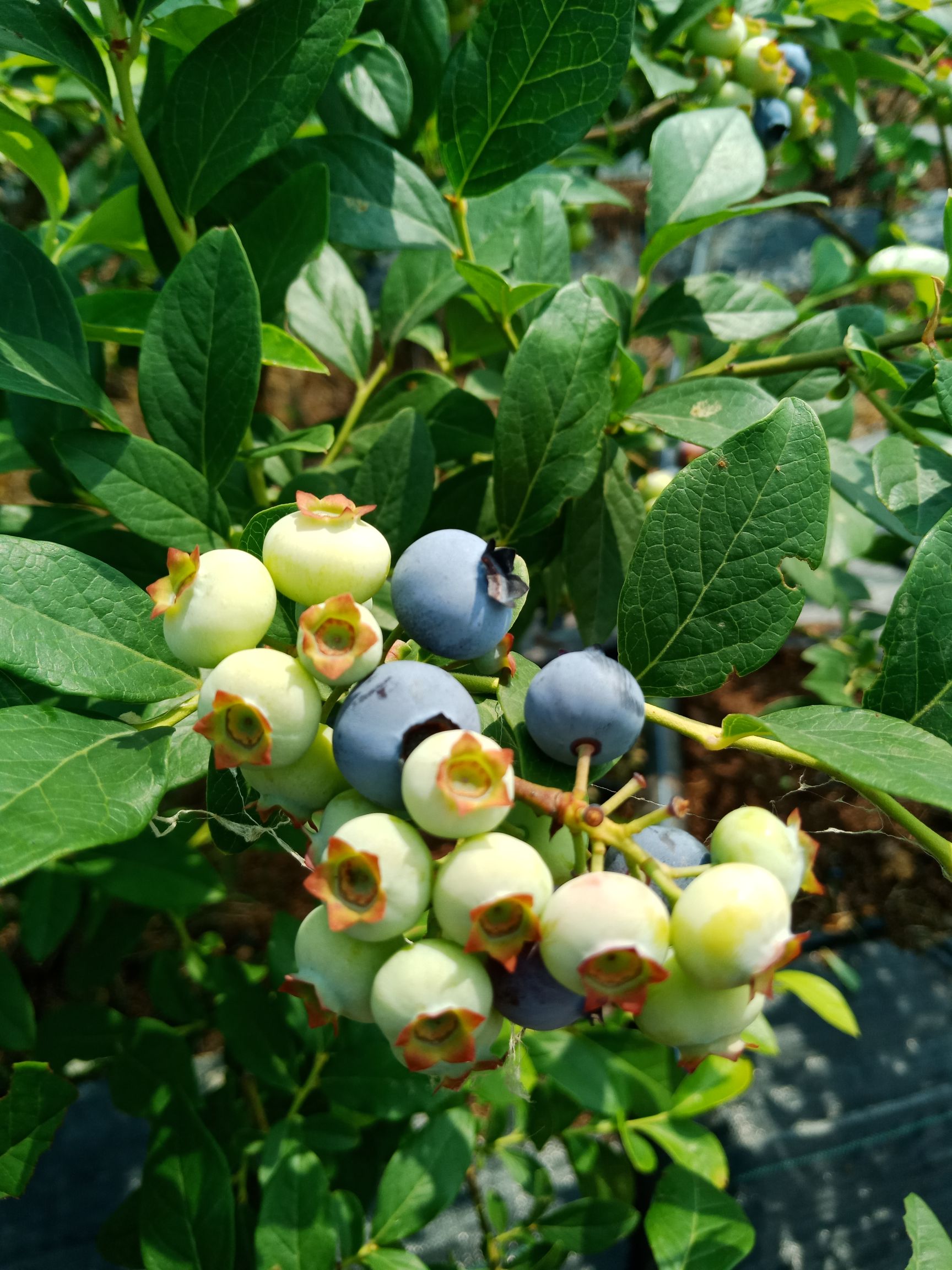  蓝莓即将大量上市，精品货源 大量供应，电商一件代发