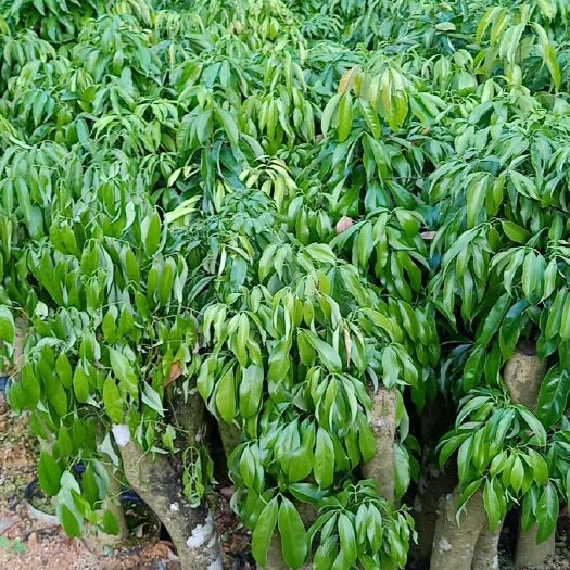灵山县怀枝荔枝苗 荔枝木桩