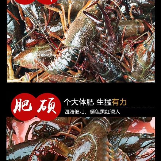聊城青壳小龙虾 4-6钱 湖虾