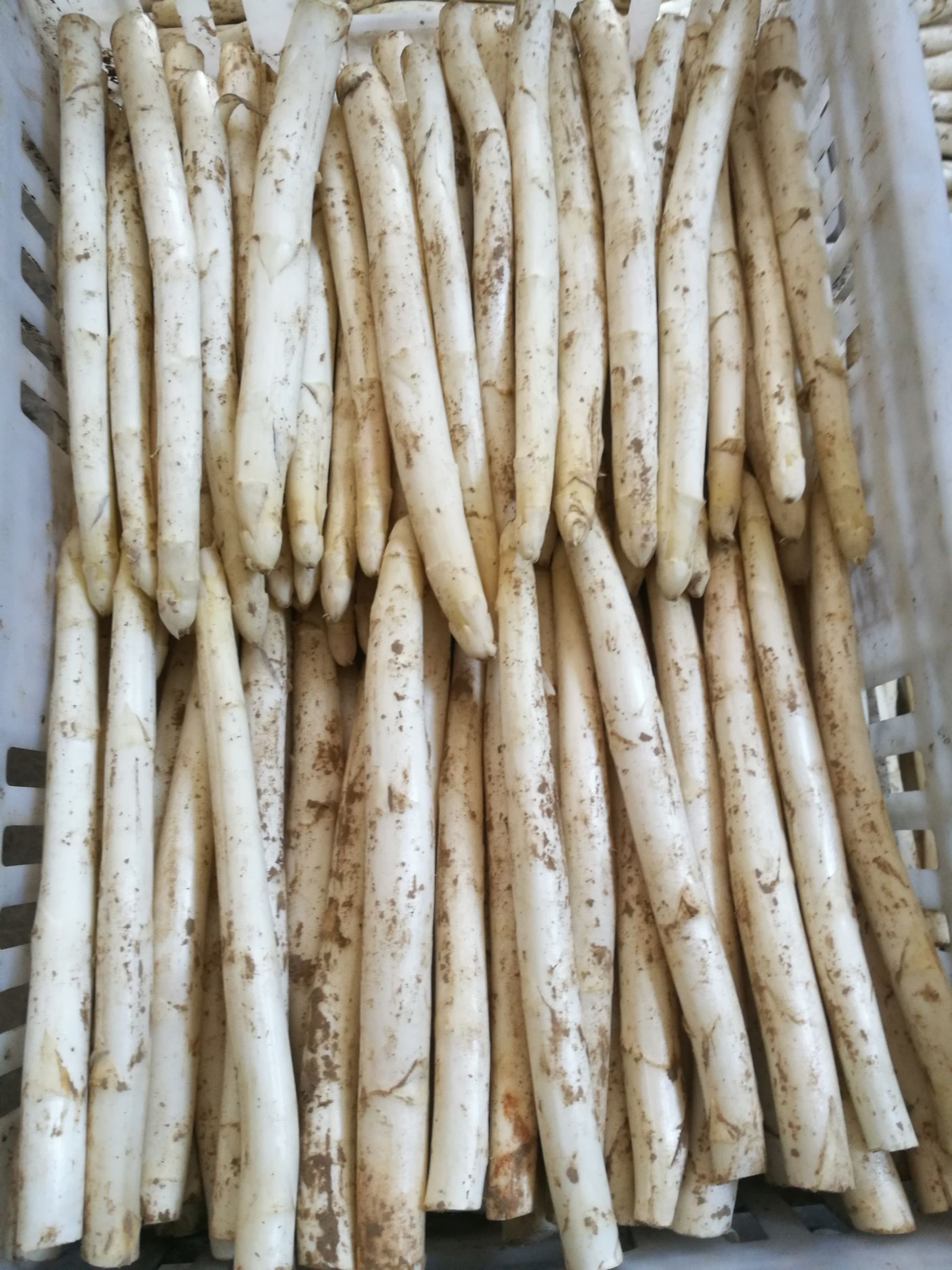 白蘆筍蘆筍龍須菜農(nóng)家種植山東蘆筍批發(fā)現(xiàn)采發(fā)貨支持一件代發(fā)
