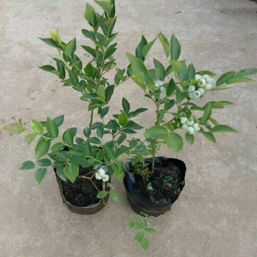 灵山县 果树苗盆栽地栽蓝莓苗南北方种植蓝莓树苗庭院种子蓝莓苗当年结果