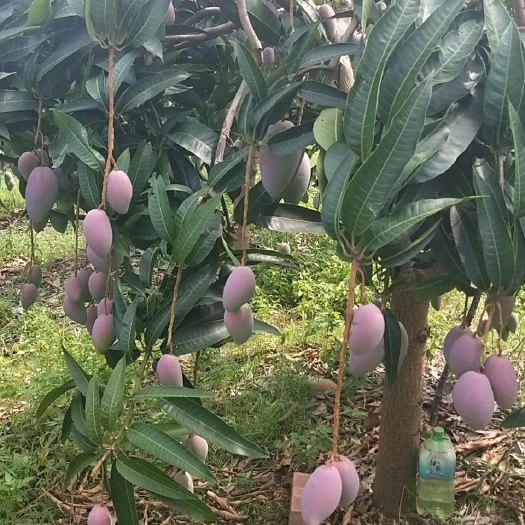 百色千禧圣女果 贵妃