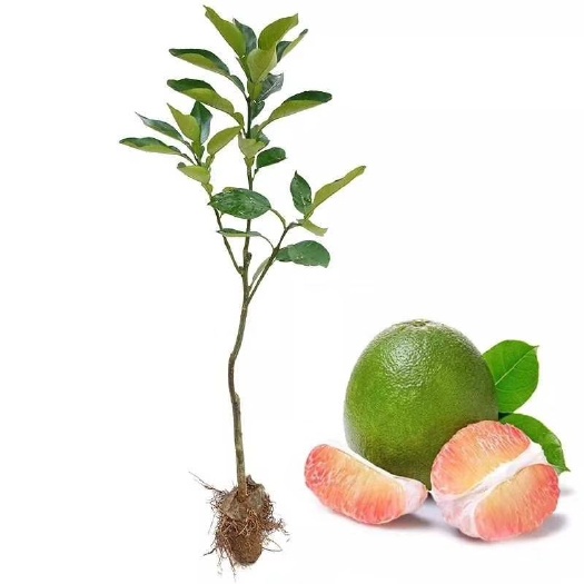 灵山县泰国青柚苗 泰国青柚子！营养杯苗。带营养杯发货。