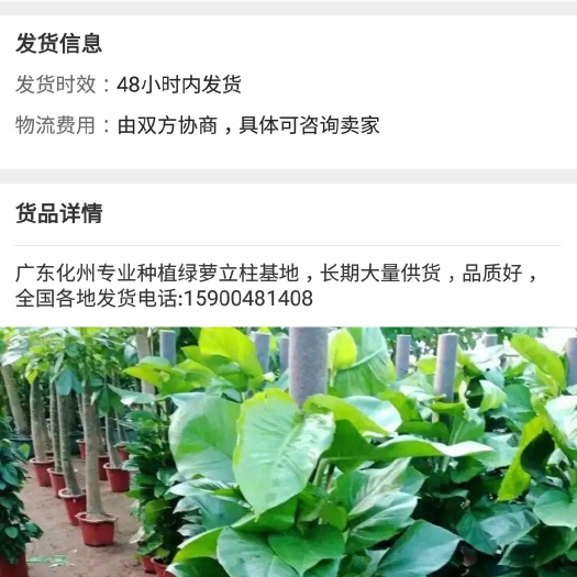 化州市 本基地种植大量绿萝柱厂家直销，需要前来批发