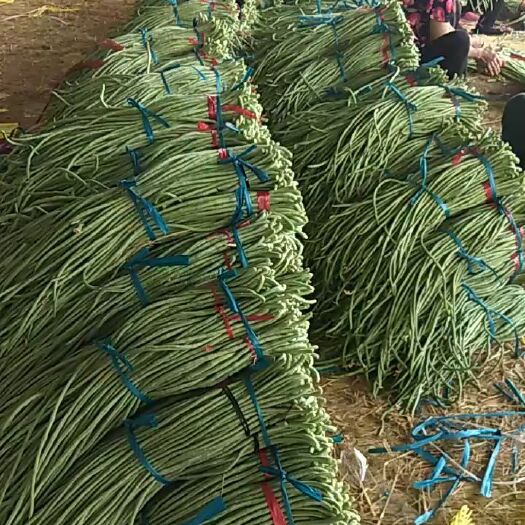 南乐县长豇豆  长浪豆角上市了！大量上市啦