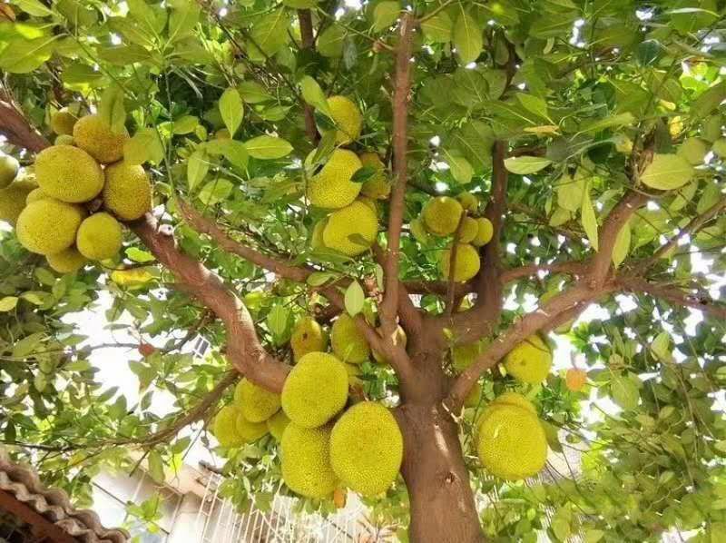 马来西亚一号菠萝蜜苗 马来西亚8号菠萝蜜…