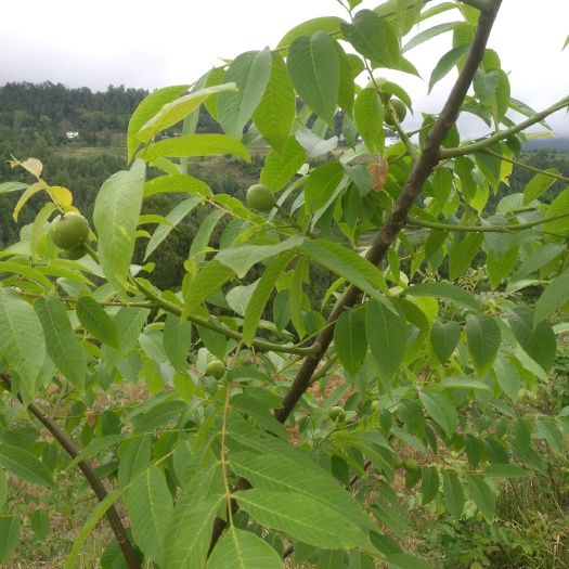 平昌县 新鲜青皮核桃
