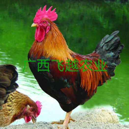 南宁快大麻鸡  清远麻1.5鸡苗