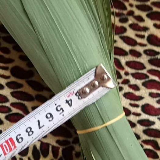 安新县芦苇粽叶