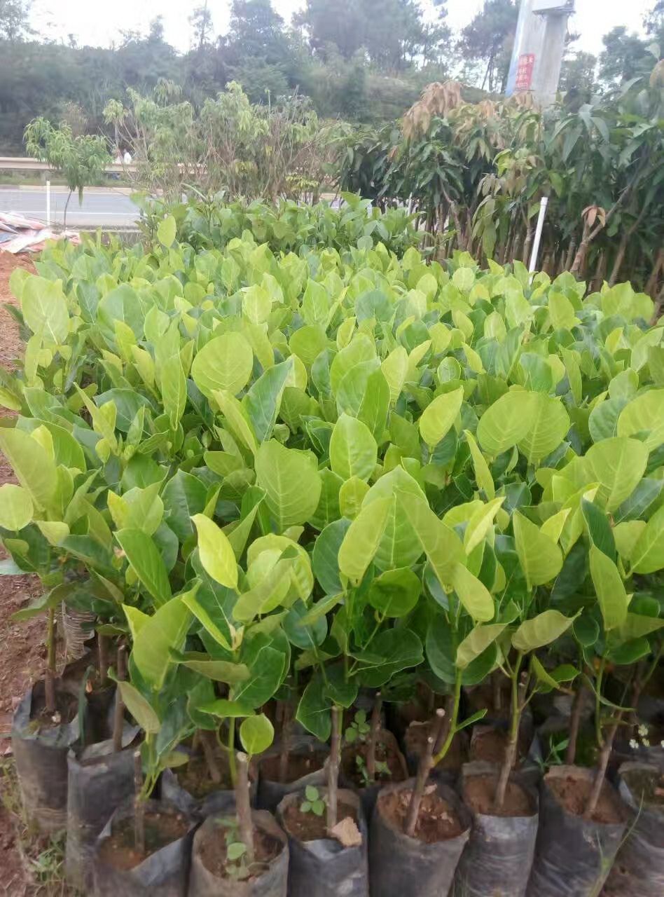 马来西亚一号菠萝蜜苗 马来西亚8号菠萝蜜…