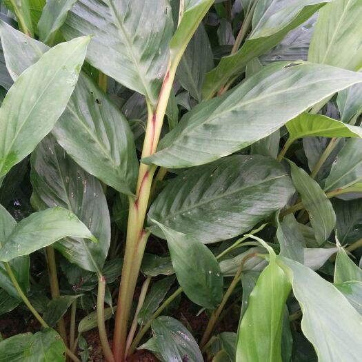 屏边县草果苗 独本苗 0.5~1米