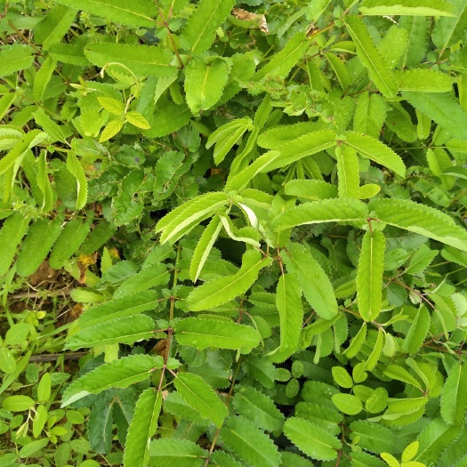 地榆  保证质量，购多可优惠。。。。。。。。。。。。。。。！