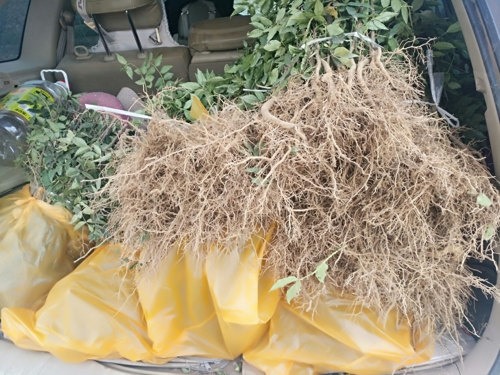 汉源花椒苗