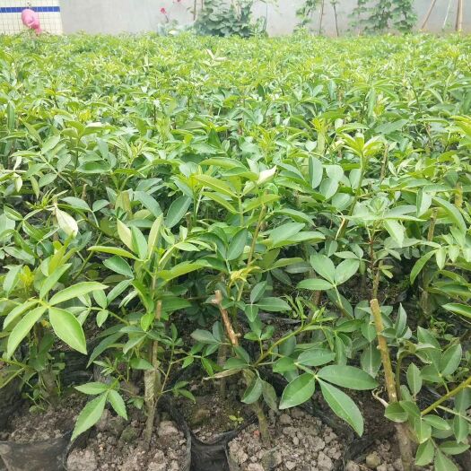 重庆市 无刺藤椒嫁接苗九叶青花椒苗 乳苗 杯苗藤椒乳苗杯苗天知椒苗