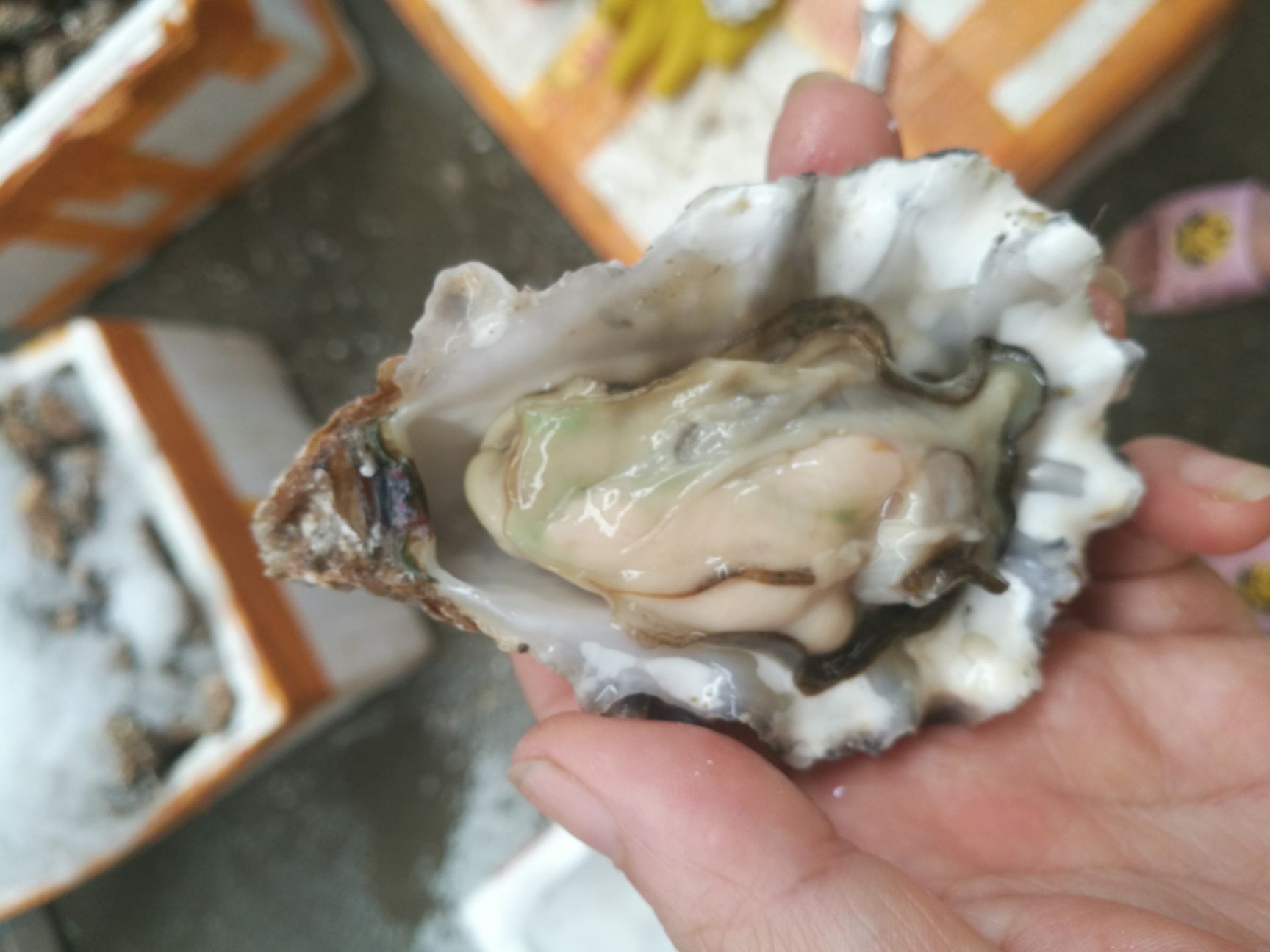 珠海生蚝 人工养殖 2-3两/只