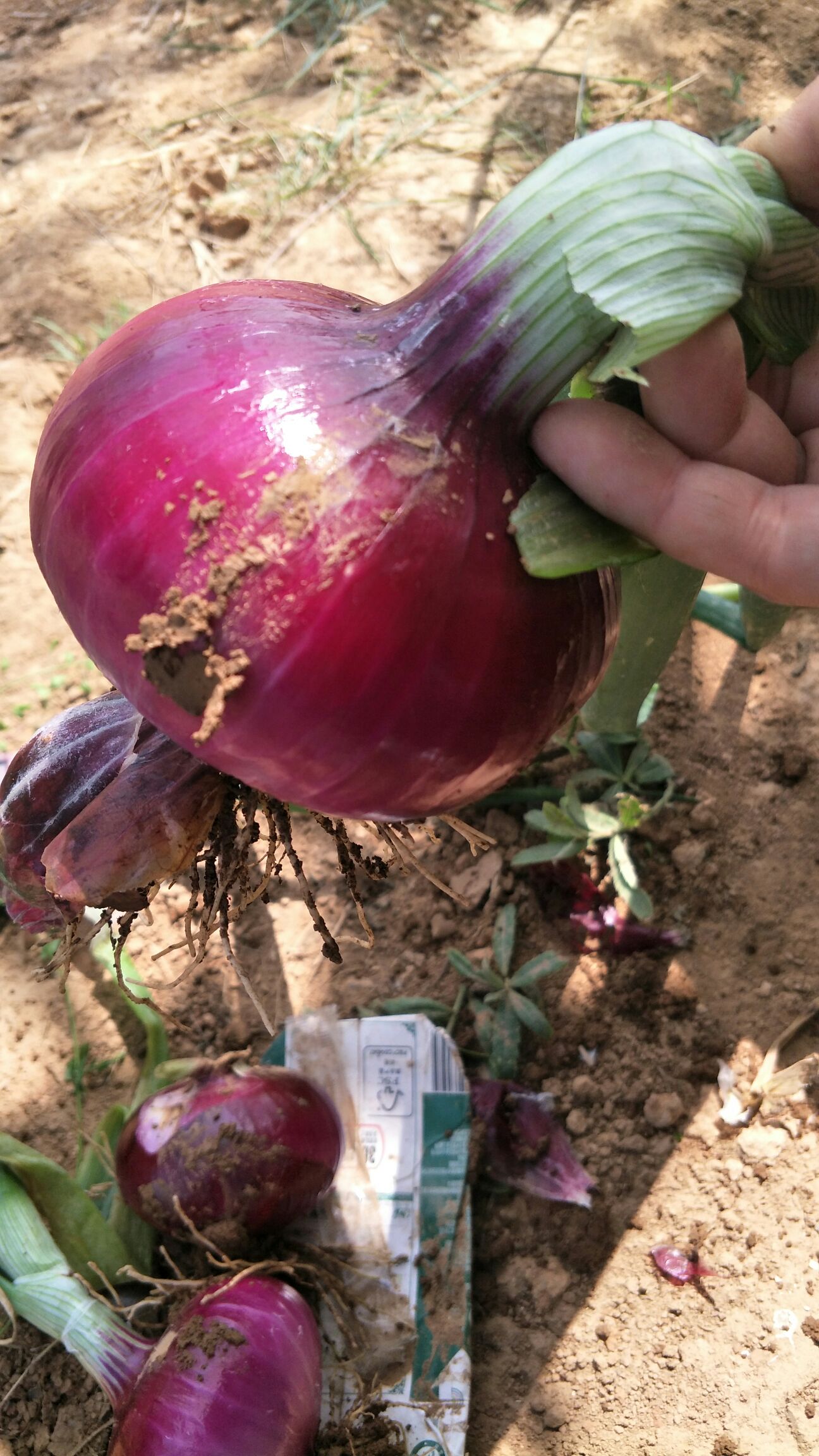 供应大厅 蔬菜 洋葱 商品属性 品种名:紫皮洋葱 品种名:紫皮洋葱