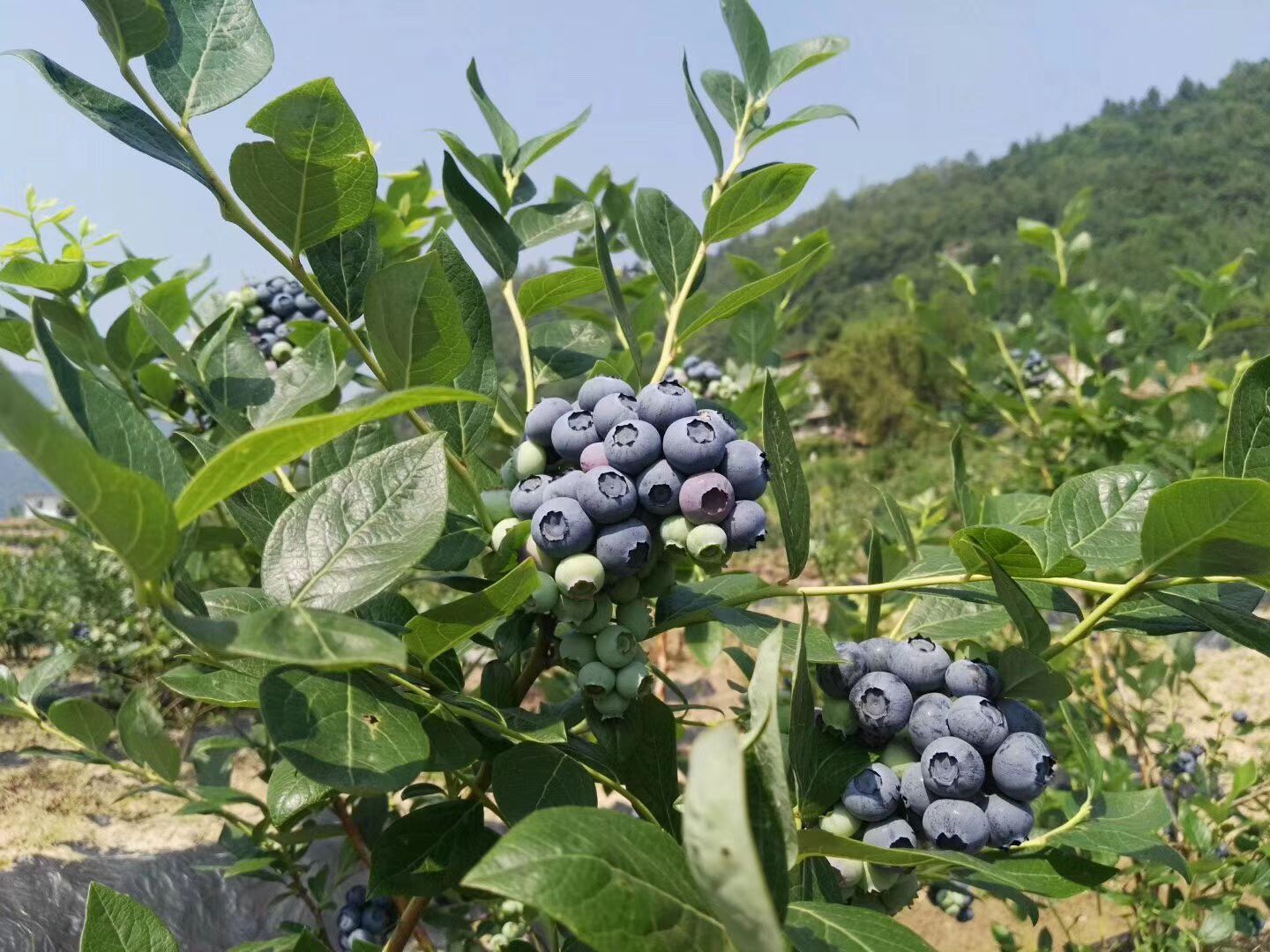 北陆蓝莓批发采购_北陆蓝莓供应_北陆蓝莓价