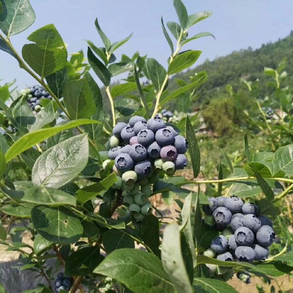 北陆蓝莓 15mm以上 鲜果