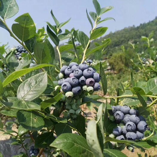 北陆蓝莓 15mm以上 鲜果