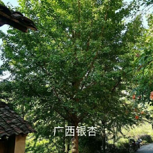 银杏实生树 米径35公分银杏，单杆树形漂亮