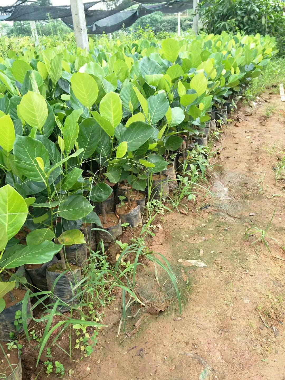 马来西亚一号菠萝蜜苗 马来西亚8号菠萝蜜…