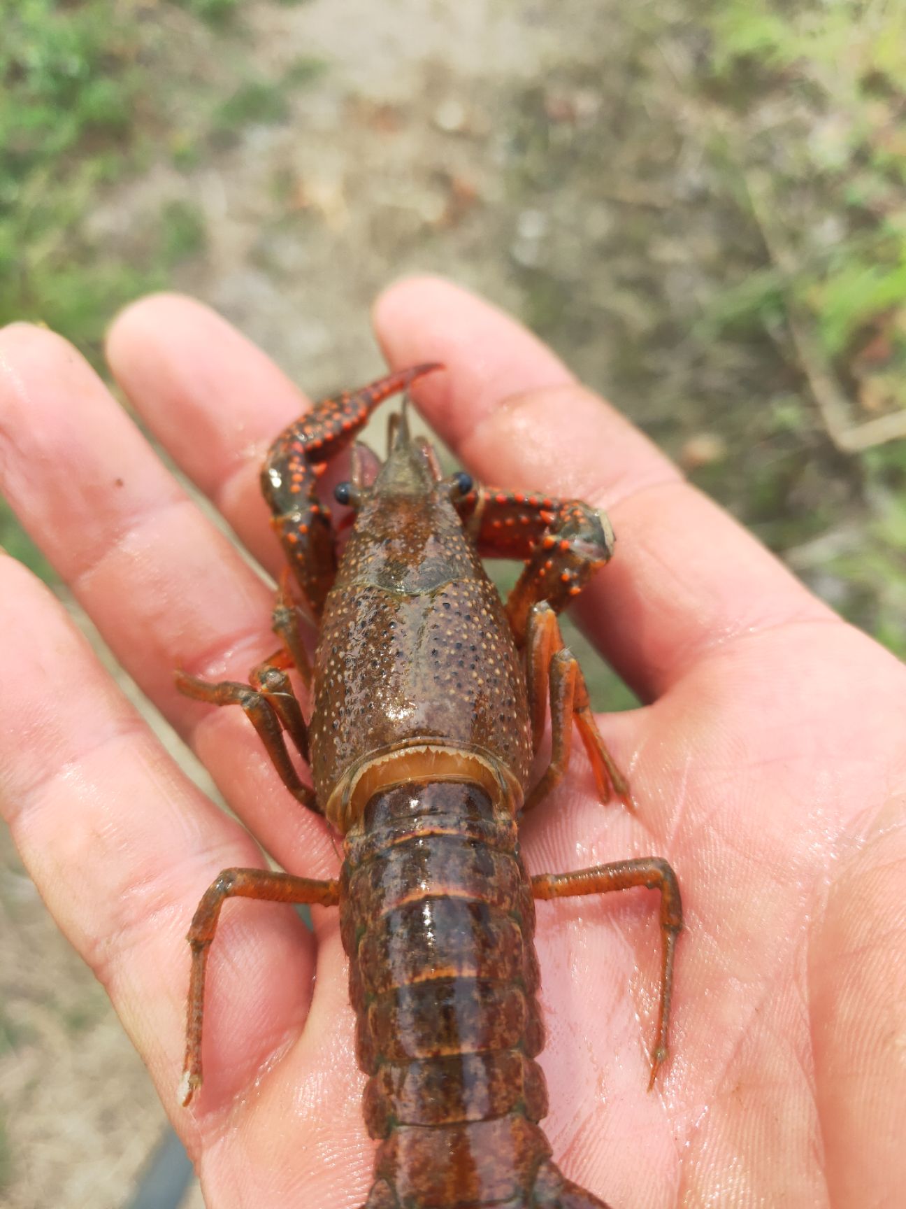 江苏省洪泽湖淡水小龙虾量大可提供冷藏运输框虾