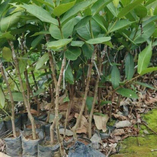 灵山县 莲雾苗广西带叶发货大叶红莲雾树苗黑金刚飞弹果树苗木庭院种植
