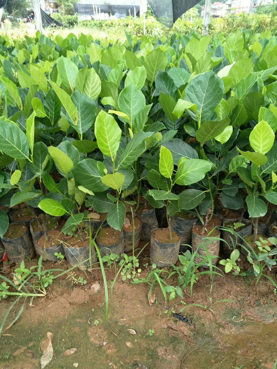马来西亚一号菠萝蜜苗 马来西亚8号菠萝蜜…