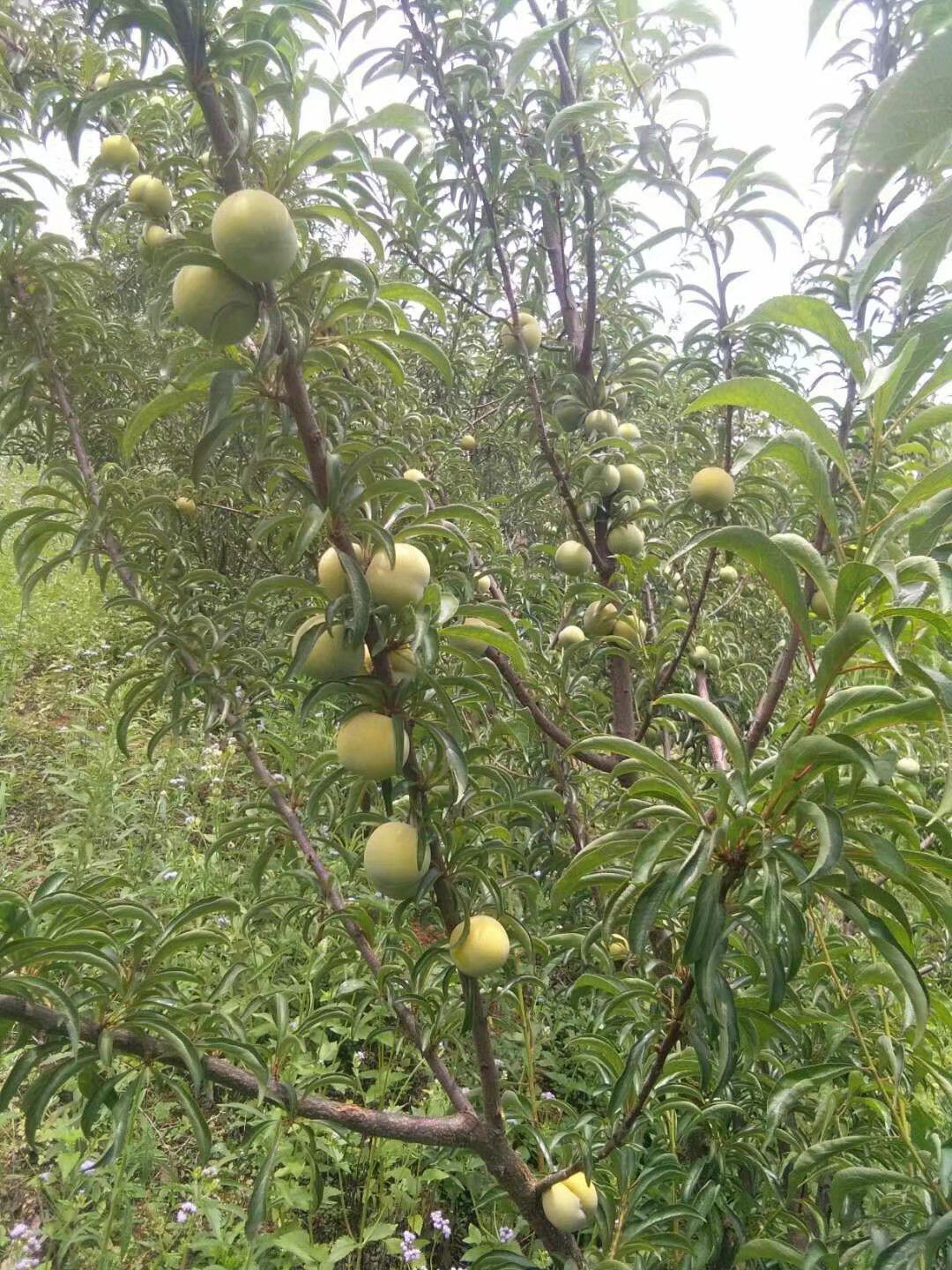 貴州鎮寧六馬蜂糖李