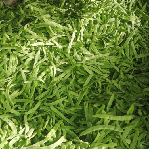 莘縣綠扁豆 青扁最后幾天