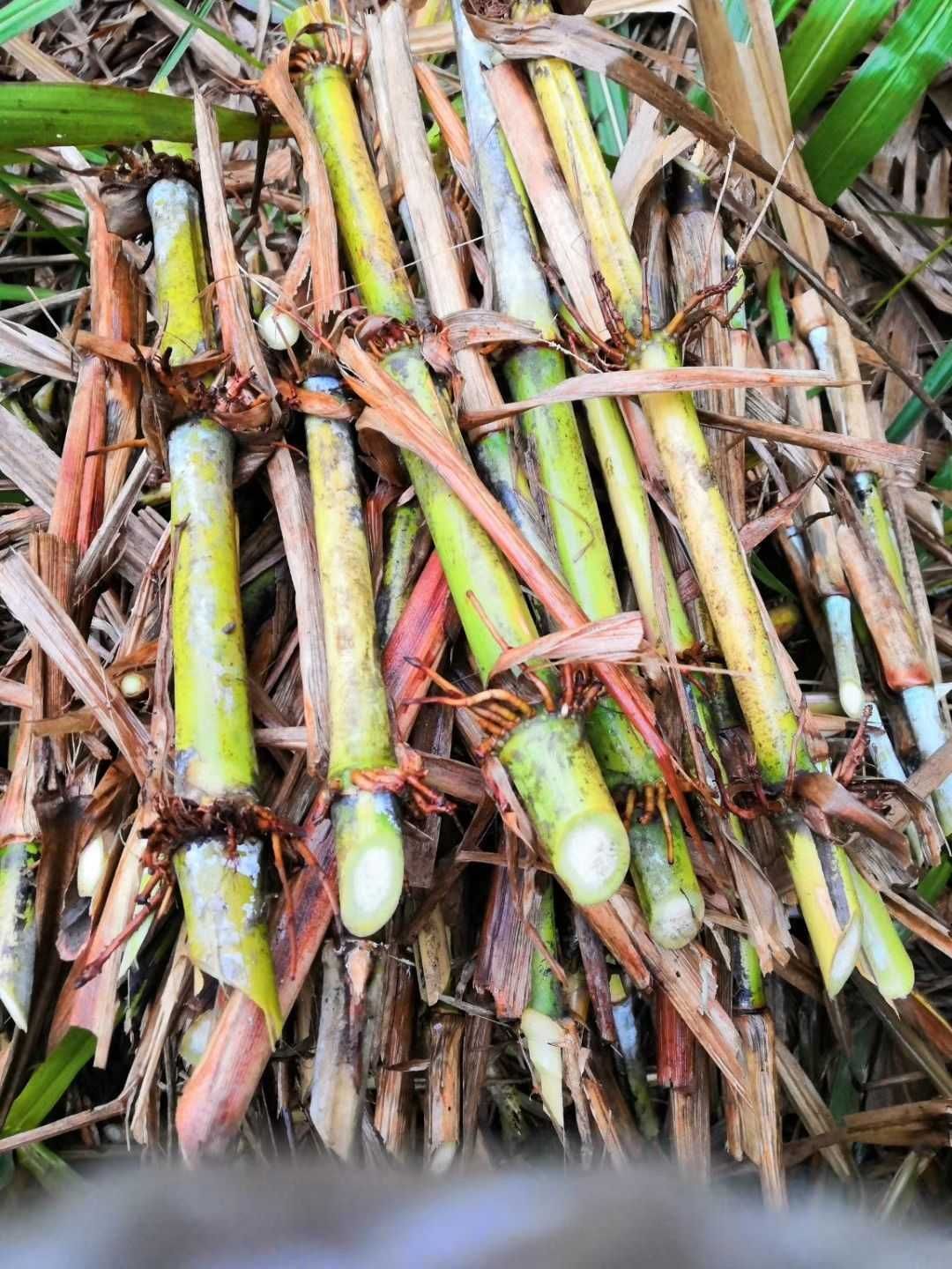 皇竹草种 皇竹草种子