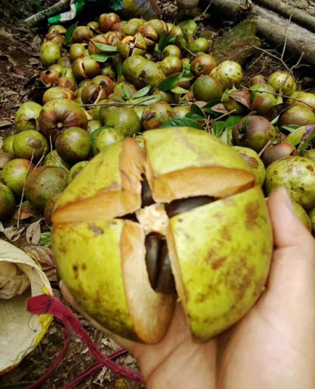  自家卖的山茶油