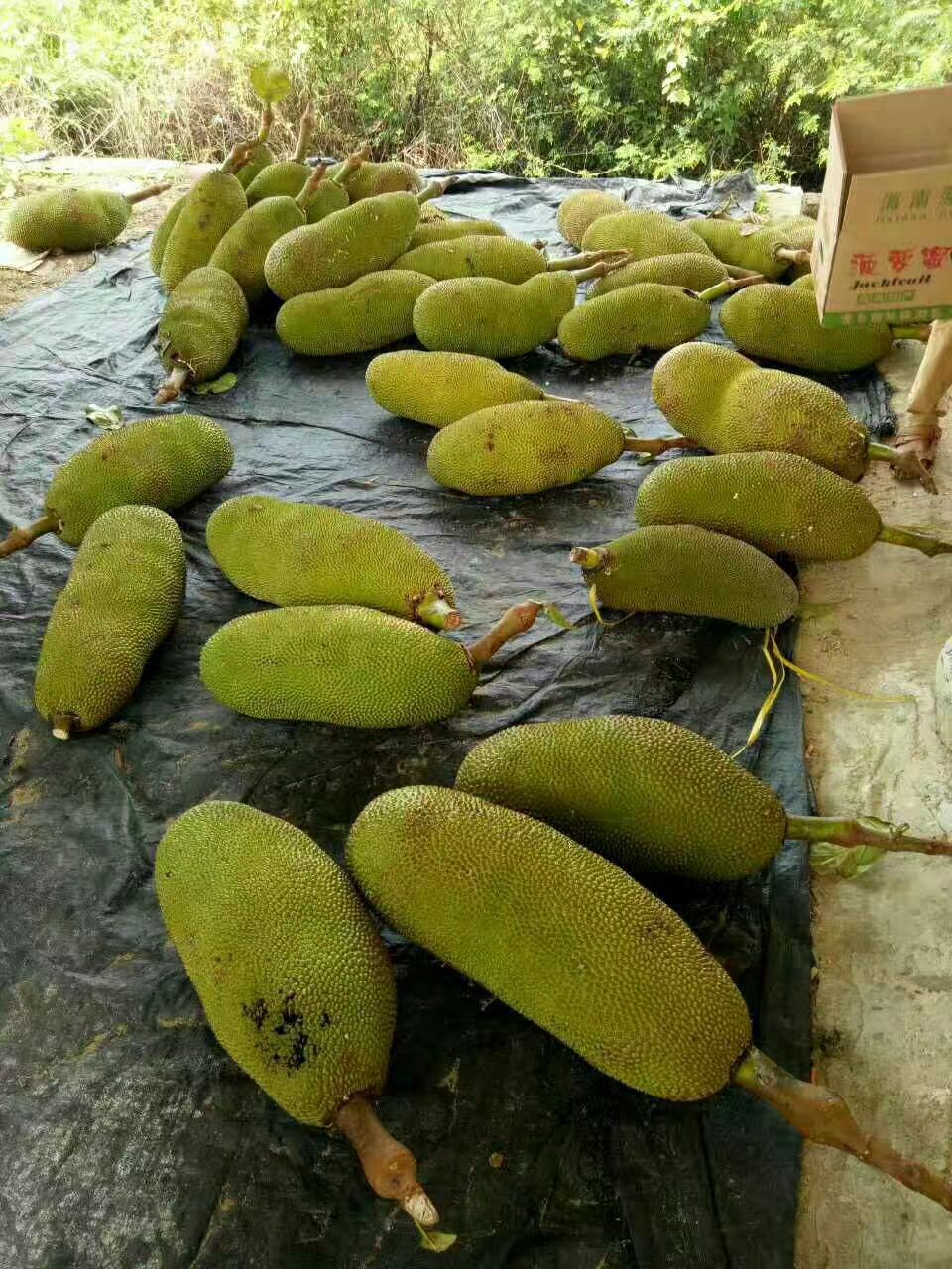 马来西亚一号菠萝蜜苗 马来西亚8号菠萝蜜…