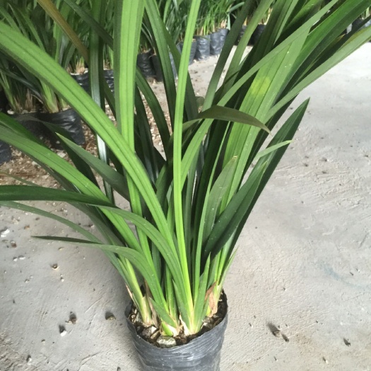 香草兰 墨兰适用环境能力强，花期长达3至4个月。花浓香