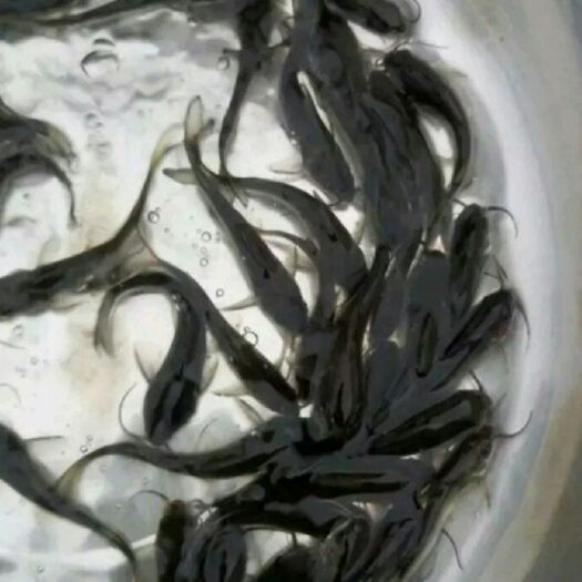 重庆市加州鲈鱼苗