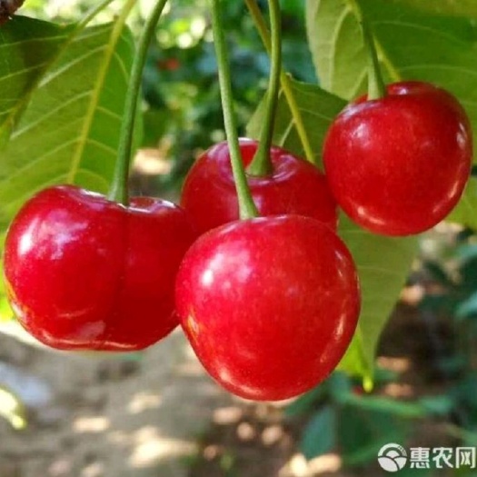 济南 长清区樱桃采摘园  天然无公害  枣大果樱桃