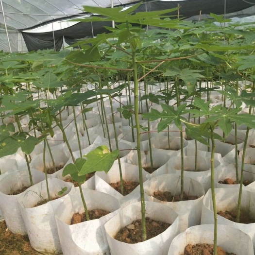 灵山县 水果木瓜苗。